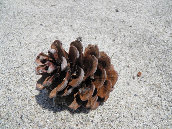 pinecone tree pine cones 