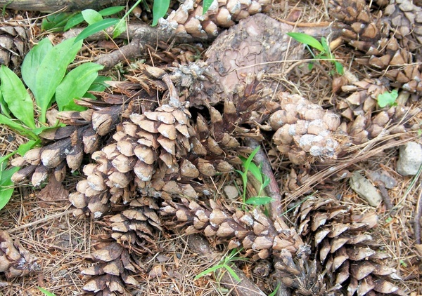 pinecones on the ground