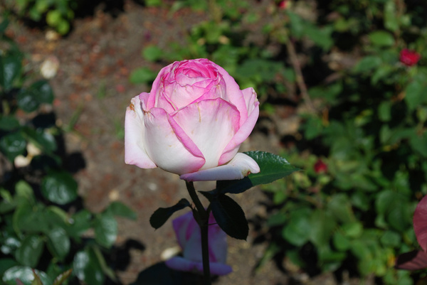pink and white rose 