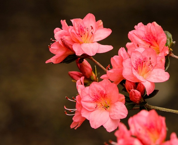 pink azaleas rhododendron kurume azalea coral bells