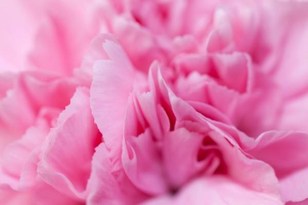 pink carnation detail