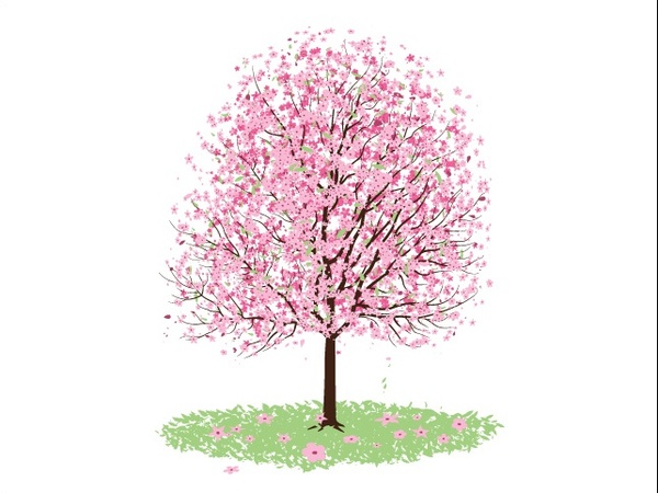 
								Pink Cherry Blossom Tree							