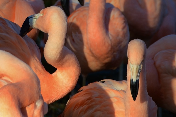 pink flamingo flamboyance 