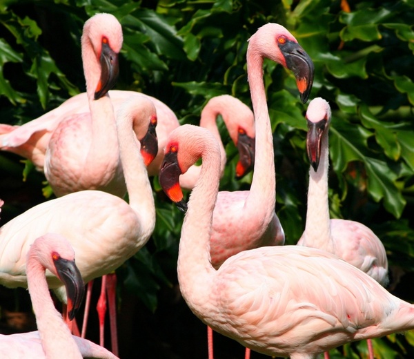 pink flamingos water birds fowl
