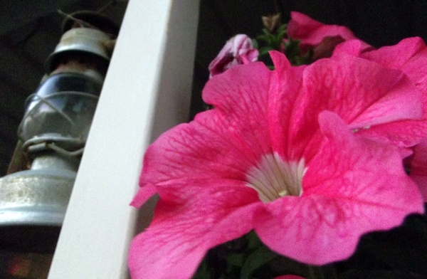 pink flower lantern 2