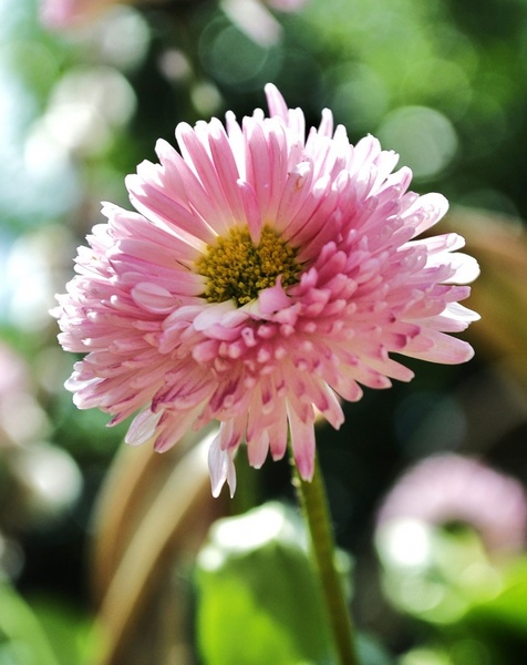 pink flower plant 