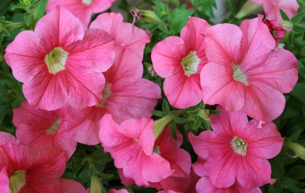 pink flowers petunias hybrids