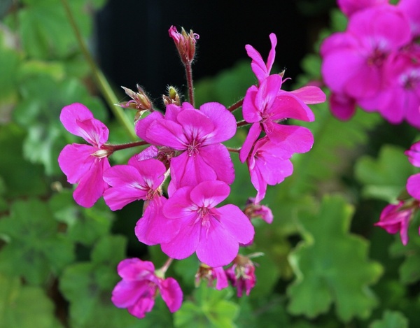 pink geranium flowers plant