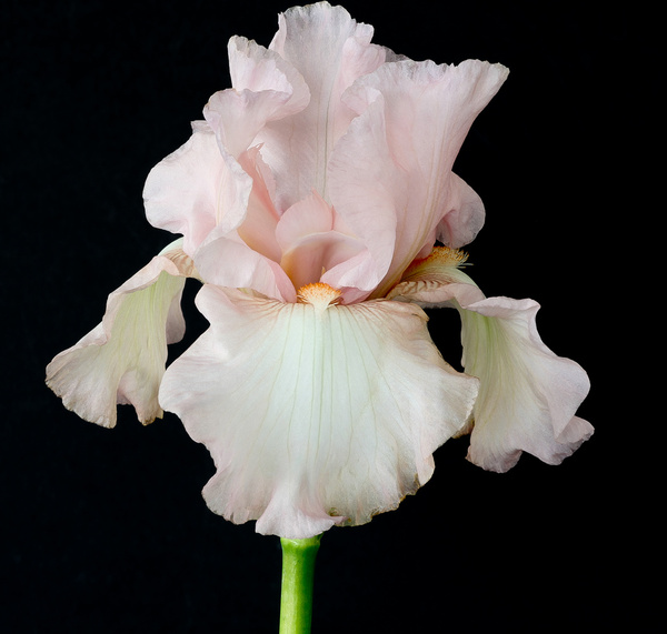 pink iris