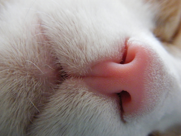 pink kitty nose