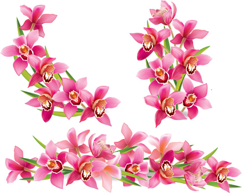 pink orchids design vector 