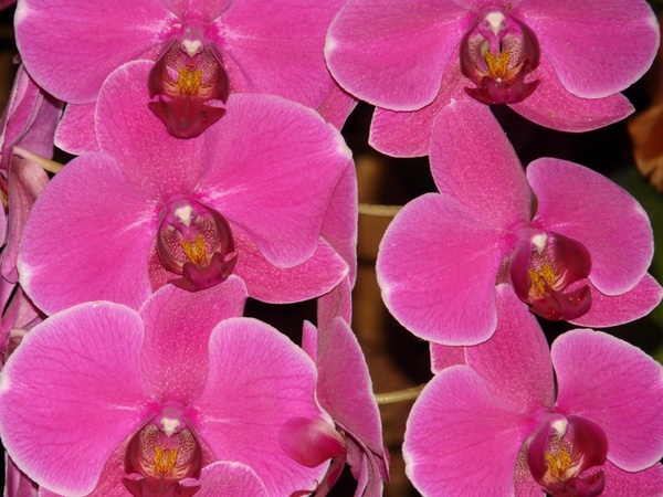 pink phalaenopsis orchid pink