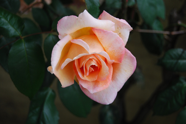 pink rose a 4 26 10