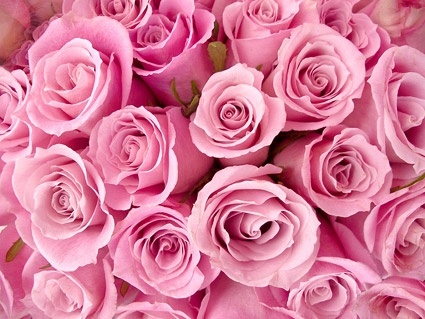 pink rose background picture 