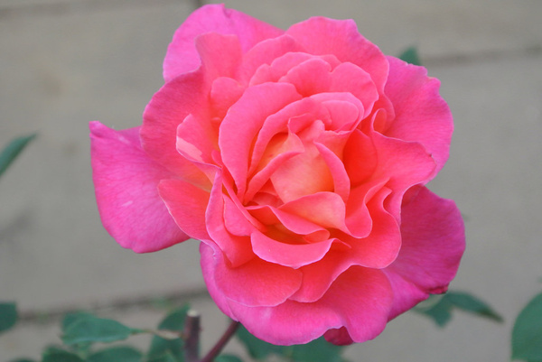 pink rose dsc 2446