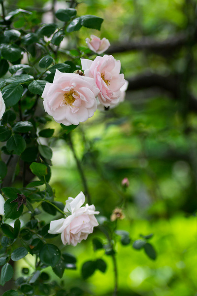 pink rose matsudo chiba japan