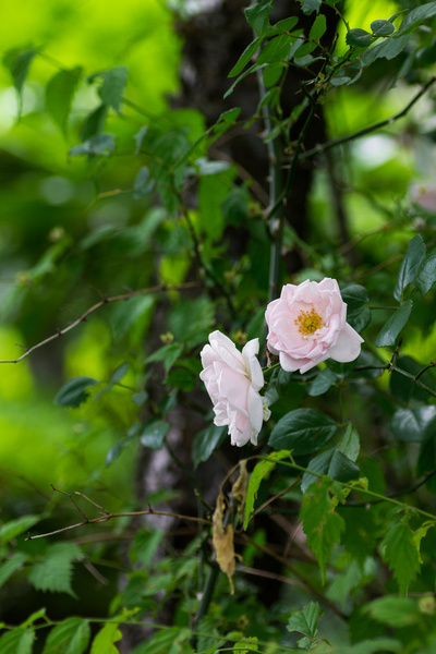 pink rose matsudo chiba japan