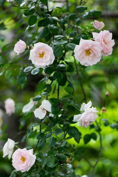 pink rose matsudo chiba japan 