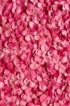 pink rose petals background picture 