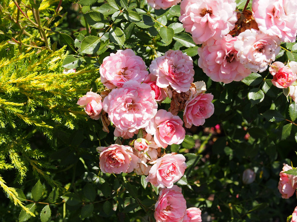 pink rose shrub the fairy