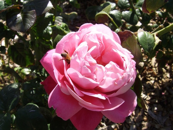 pink rose with bee