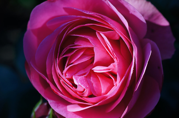 pink rose with monring dew rosa rose mit morgentau