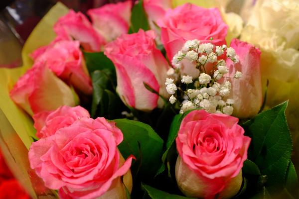 pink roses and statice