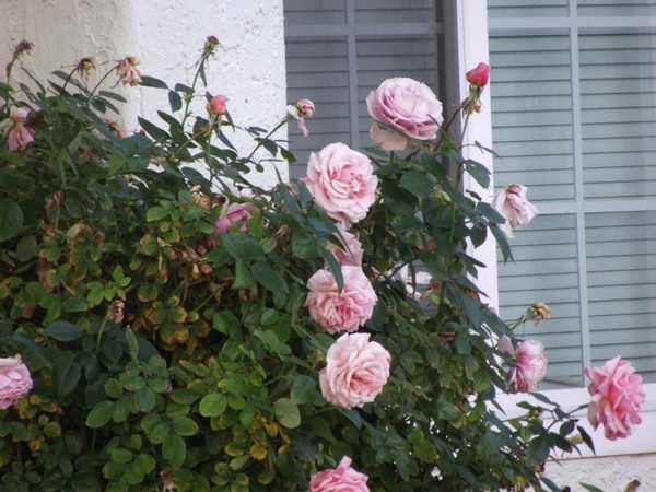 pink roses on bush