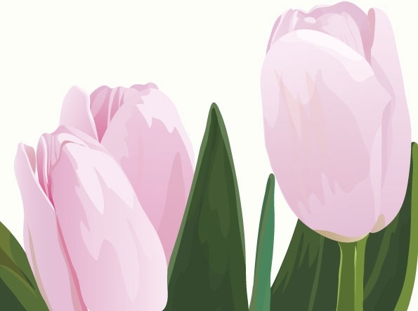 pink tulips vector