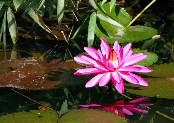 pink water lily aquatic plant flower