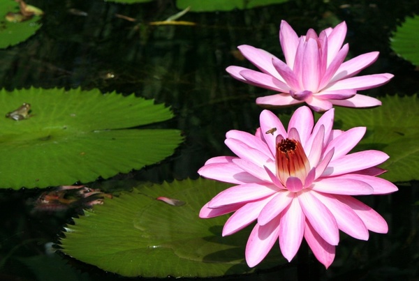 pink water lily honey bee lily pad