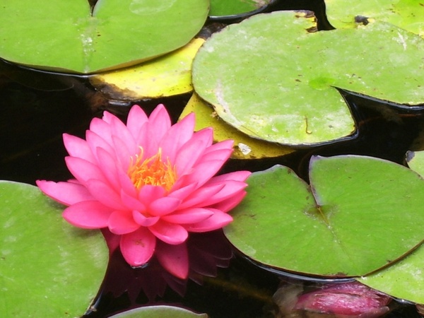 pink waterlily lotus