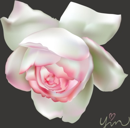 pink with white rose beautiful vector