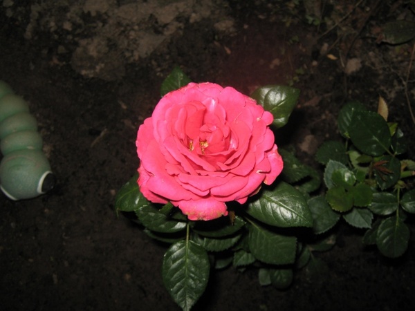 pinkish rose 