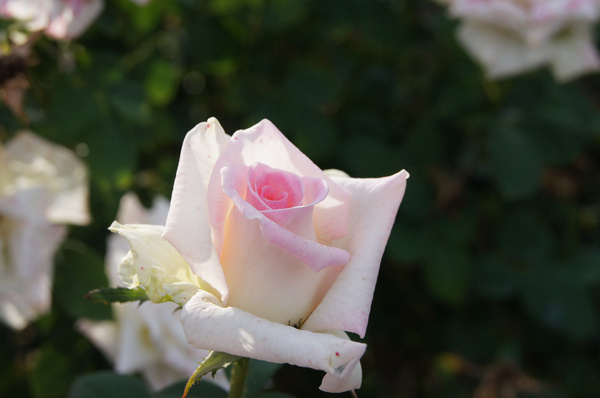 pinkish white rose 
