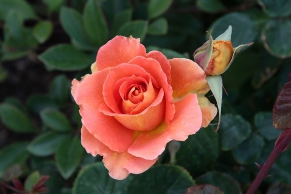 pinkorange rose bloom with bud