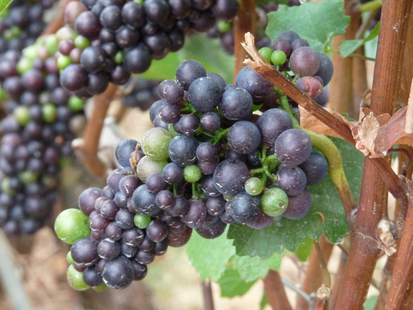 pinot noir grapes in the willamette valley
