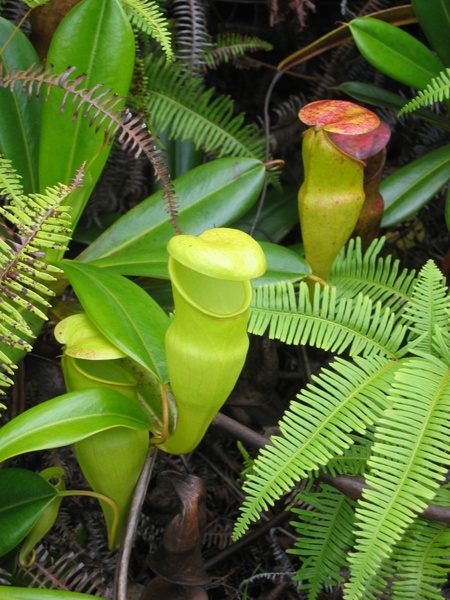 pitcher plant carnivorous carnivore