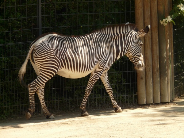 plains zebra zebra perissodactyla