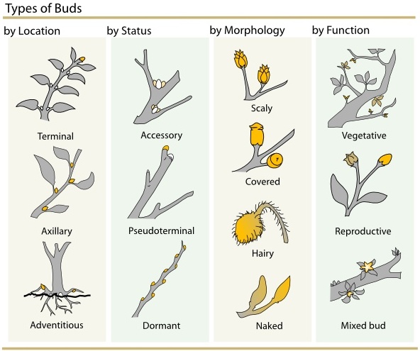 Plant Buds Clasification clip art 