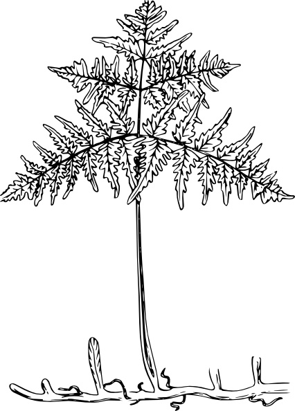 Plant clip art