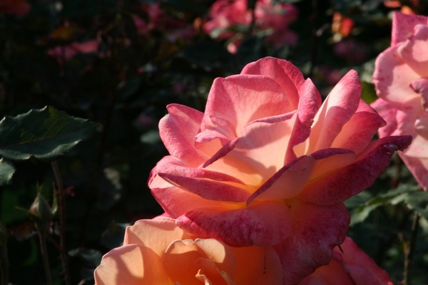 plant flower rose