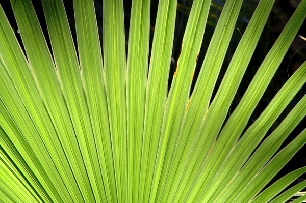 plant green palm