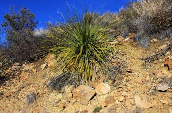 plant on the mountain side at big bend national park texas