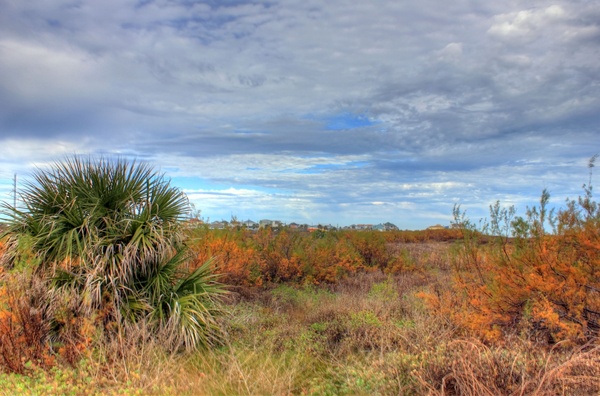 plants and shrubs at galveston island state park texas 
