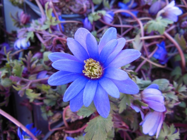 plants flower blue anemone