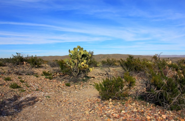 plants on the desert horizonat big bend national park texas