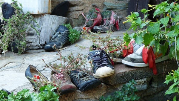 plants shoes old