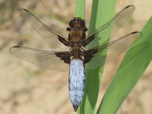 plattbauch dragonfly libellula depressa 