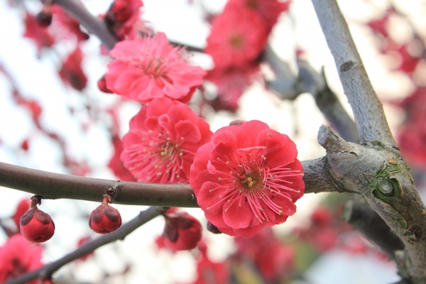 plum blossom spring pink